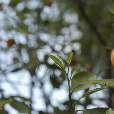 Elegantis Monti Royal With Private Terrace Daire